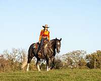 draft-horse