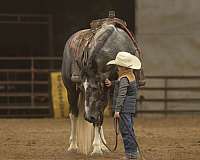 western-riding-draft-horse
