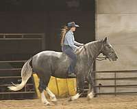 youth-draft-horse