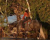 grey-draft-gelding