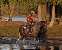 grey-all-around-horse