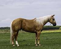 athletic-quarter-horse
