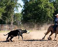 calf-roping-quarter-horse