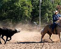 flashy-quarter-horse