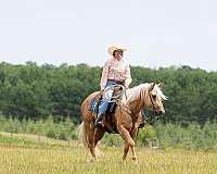 performance-quarter-horse