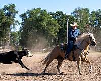 husband-safe-quarter-horse