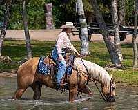 ranch-work-quarter-horse