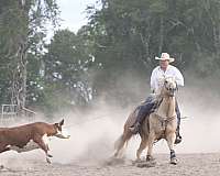 trail-quarter-horse