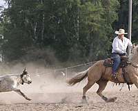 western-riding-quarter-horse