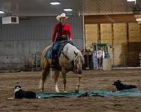 show-quarter-horse