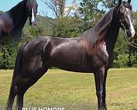 buy-now-tennessee-walking-horse