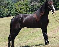 all-around-tennessee-walking-horse