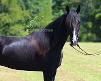 and-shoeing-tennessee-walking-horse