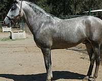 athletic-andalusian-horse