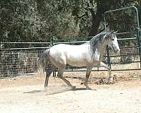 breeding-andalusian-horse