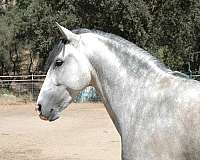 flashy-andalusian-horse