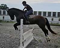 any-size-rider-shire-horse