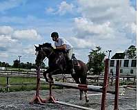 anything-shire-horse