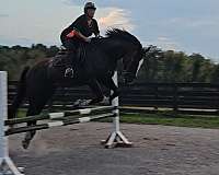 back-shire-horse