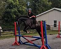 beginner-safe-shire-horse