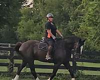 black-horse-shire