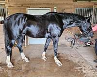 black-white-socks-beautiful-blaze-horse