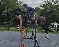 all-shire-horse