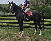 blue-shire-horse