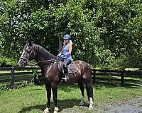 brave-shire-horse