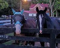 buy-shire-horse
