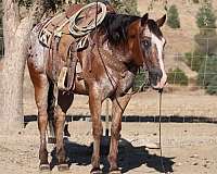 bay-blanket-horse