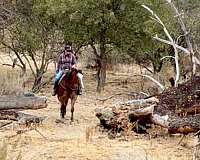 all-around-appaloosa-horse