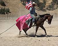 athletic-appaloosa-horse