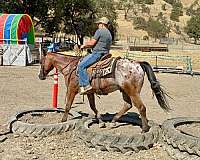 beginner-appaloosa-horse