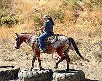 calf-roping-appaloosa-horse