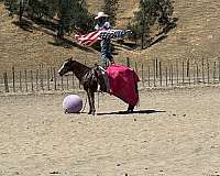 endurance-appaloosa-horse