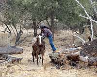experienced-appaloosa-horse