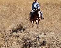 flashy-appaloosa-horse