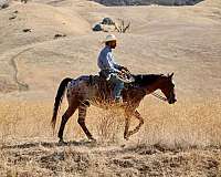 kid-safe-appaloosa-horse