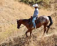 performance-appaloosa-horse