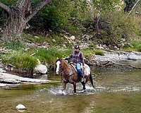 ranch-appaloosa-horse
