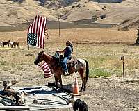 ranch-versatility-appaloosa-horse