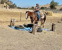 ranch-work-appaloosa-horse