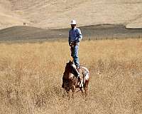 ridden-western-appaloosa-horse