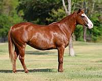 athletic-quarter-horse
