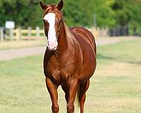 beginner-quarter-horse
