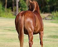 calf-roping-quarter-horse