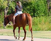 endurance-quarter-horse