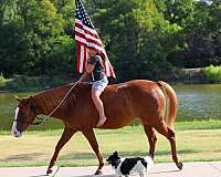 experienced-quarter-horse