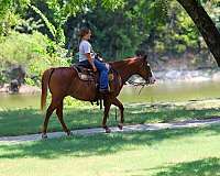 flashy-quarter-horse